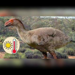 ¡El animal más temido de Australia era un pato gigante!