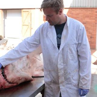 Hajen fyller 50 – så har den påverkat verklighetens vithajar