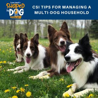 CSI Tips for Managing a Multi-Dog Household #15