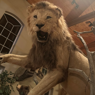 Lion Hunting Considerations and CBL