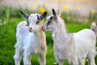 Audio Article: Kidding Without a Vet