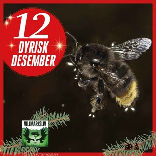 Dyrisk Desember 12: Humle - en aerodynamisk umulighet?