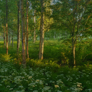 Peaceful Summer Morning in the Forest