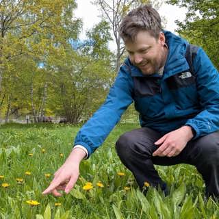 Därför är maskrosen en hjälte i stan