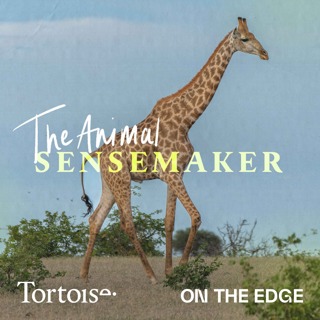 Giraffes: long-limbed lovers