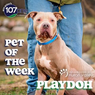 a2VV: HSHV Pet of the Week 4/16/26