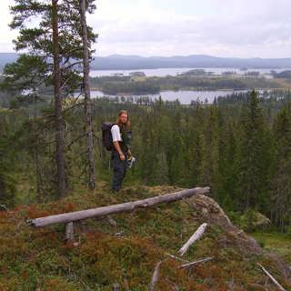 Drevfjällets tusenåriga skog