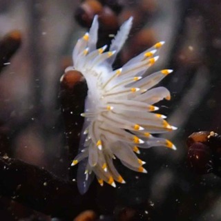 Facts: The Candy Corn Nudibranch (The White-and-Orange-Tipped Nudibranch)