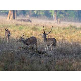 सुरक्षित और शांतिपूर्ण स्थान ©2024 Safe and Peaceful Place