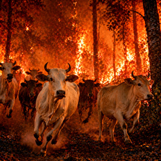 Ep. 52 - Krishna Devours the Forest Fire