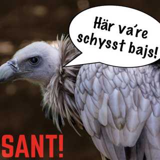 Gambajs och gammal is!