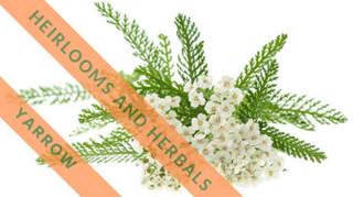 Ep. 87 Yarrow