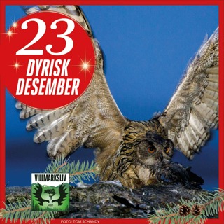 Dyrisk Desember 23: Hubro - ugle med falkeblikk
