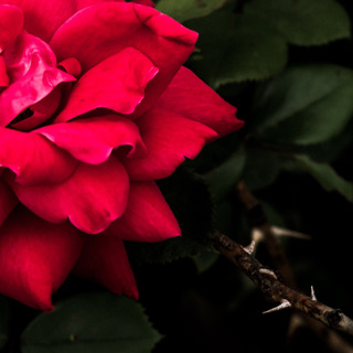 When Thorns Grow in Our Practice
