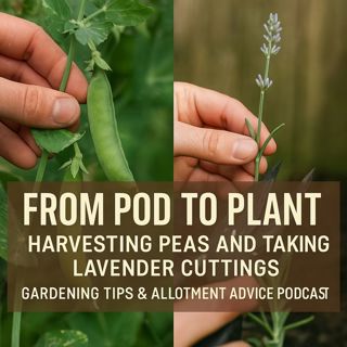 🎧 From Pod to Plant: Harvesting Peas and Taking Lavender Cuttings | Gardening Tips & Allotment Advice Podcast