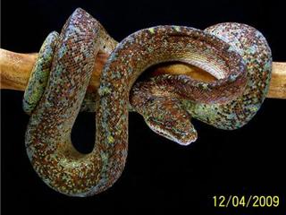 Greg Stephens talks chondros