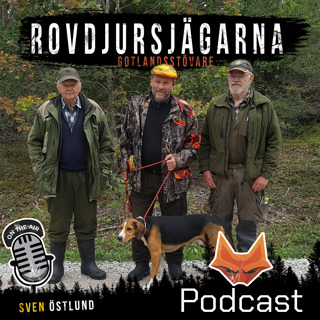 Rovdjursjakt med Gotlandsstövare