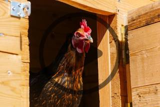 Chicken Coop Essentials and Design Ideas