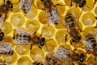 Ep. 183 Dealing with Parasites in Your Beehives