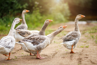 Geese 101