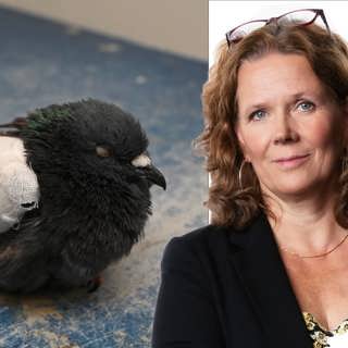 Att ta hand om fåglar är som att ta hand om sin egen familj: Marie-Louise Kristola, Stockholm
