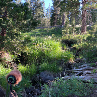 Episode 79: Mountain Stream On A Summer Afternoon