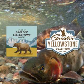 Trout Tales: The Comeback of the Yellowstone Cutthroat