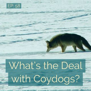 What's the Deal with Coydogs?