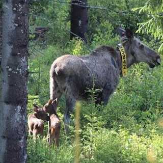 Utflykter i natten - och älgar som far illa av varma somrar