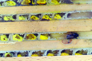 Audio Article: Solitary Bees