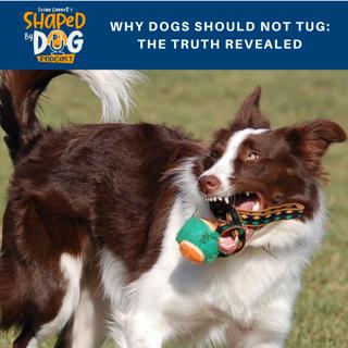 Why Dogs Should Not Tug: The Truth Revealed #89