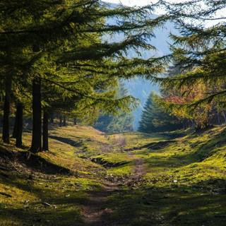 đŽđđ” Stop Thinking and RELAX with the Sounds of the FOREST and Soft MUSIC