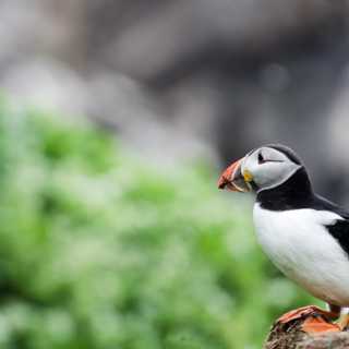 Vilda Varanger