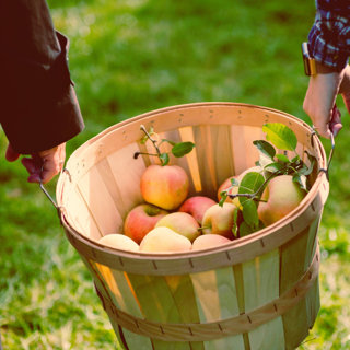 9 Facts to Get You in the Apple-Picking Mood