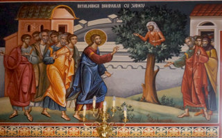 Zacchaeus, a Wee Little Man, and a Tree Climb