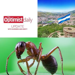 Cancer Sniffing Ants & Honduras Stops Open-Pit Mining