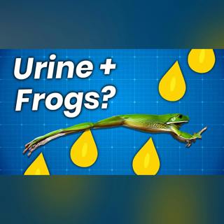 What Happens When You Inject Urine into Frogs