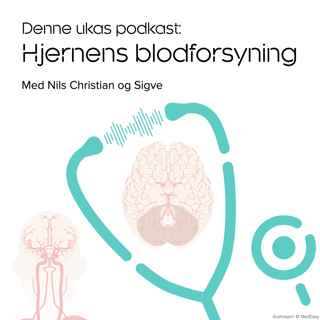 Hjernens blodforsyning