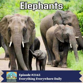 Elephants: Nature’s Largest Land Animals