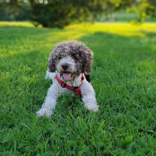 TV4 lät ledningen förhandla i Nyhetsmorgon, feta hundar retar gallfeber på SVT:s kritiker, peak digitala abonnemang