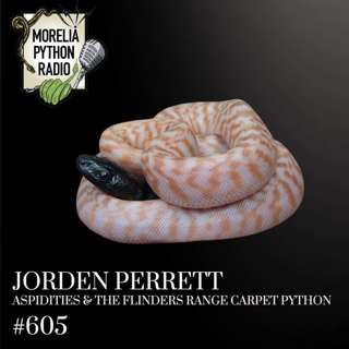 Jorden Perrett: Aspidities & the Flinders Range Carpet Python