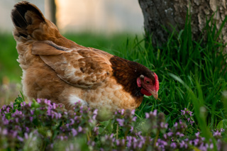 Ep. 159 Can You Have Chickens in City Limits?