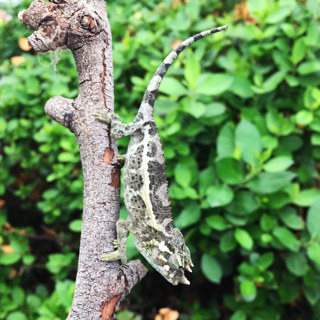 93: Pricing Baby Chameleons