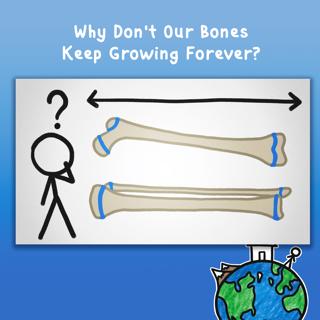 Why Don't Our Bones Keep Growing Forever?