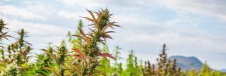 Ep 75 Seeking Quality CBD Oil