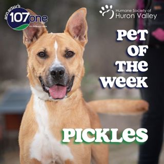 a2VV: HSHV Pet of the Week 3/19/26