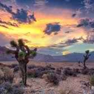 110. Aavikko säilyttää salaisuutensa