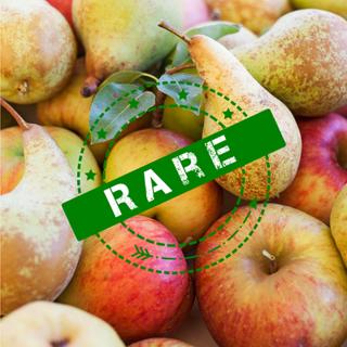 354: Preserving Historical Varieties of Apples & Pears