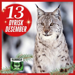 Dyrisk Desember 13: Gaupe - Nordens leopard