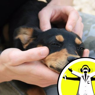 Are Dogs Ticklish?